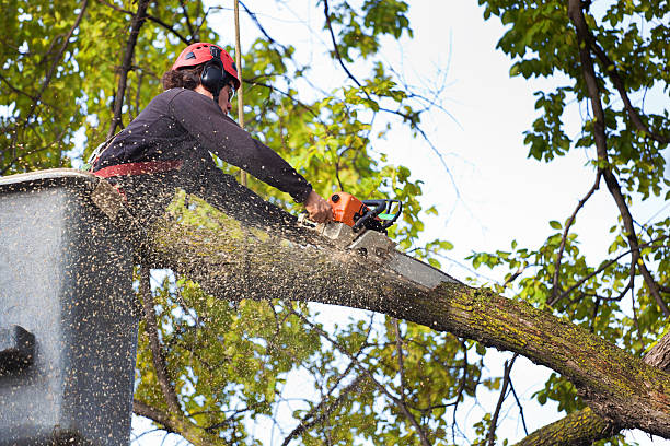 Best Tree Root Removal  in Kilgore, TX